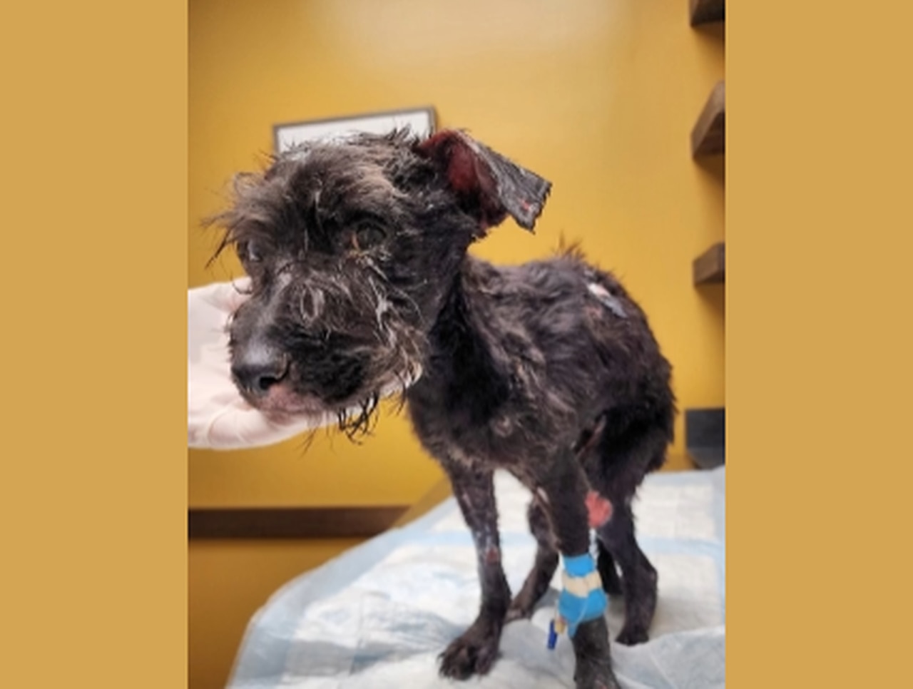 Abused dog with severe burns found during Jeffco domestic violence probe