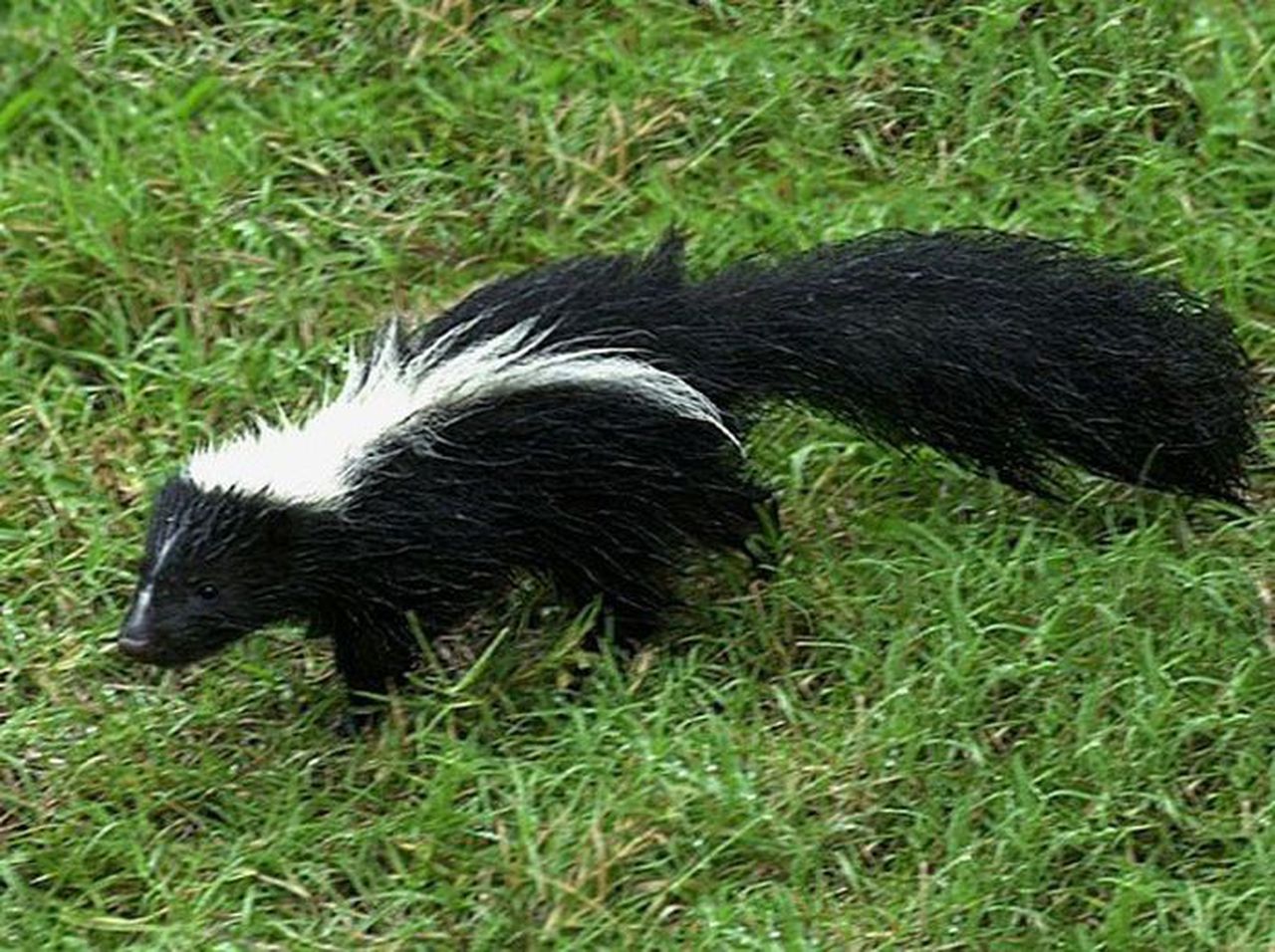 Amanda Walker: An atypical Alabama morning with a skunk