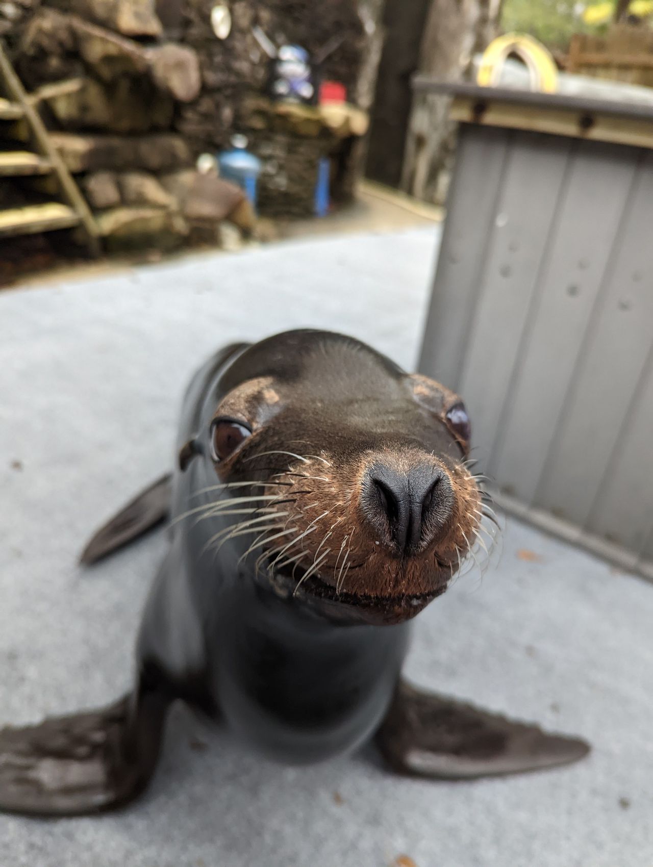 Birmingham Zoo will close Sea Lion Habitat