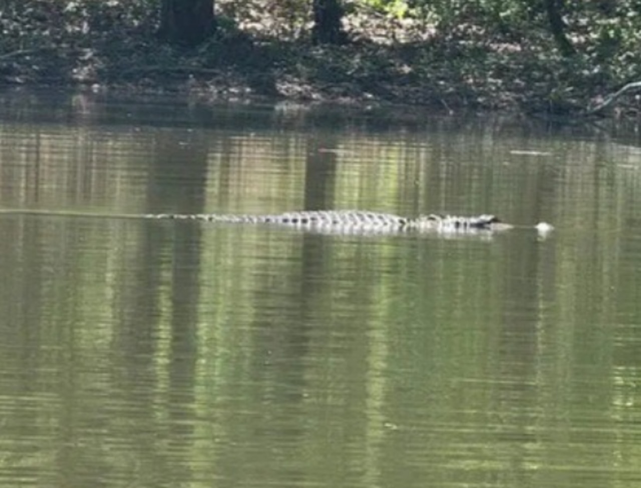 Check out this alligator spotted in North Alabama