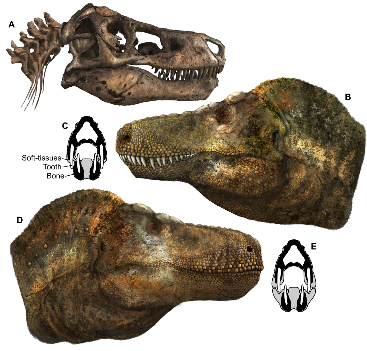 Tyrannosaurus lips?