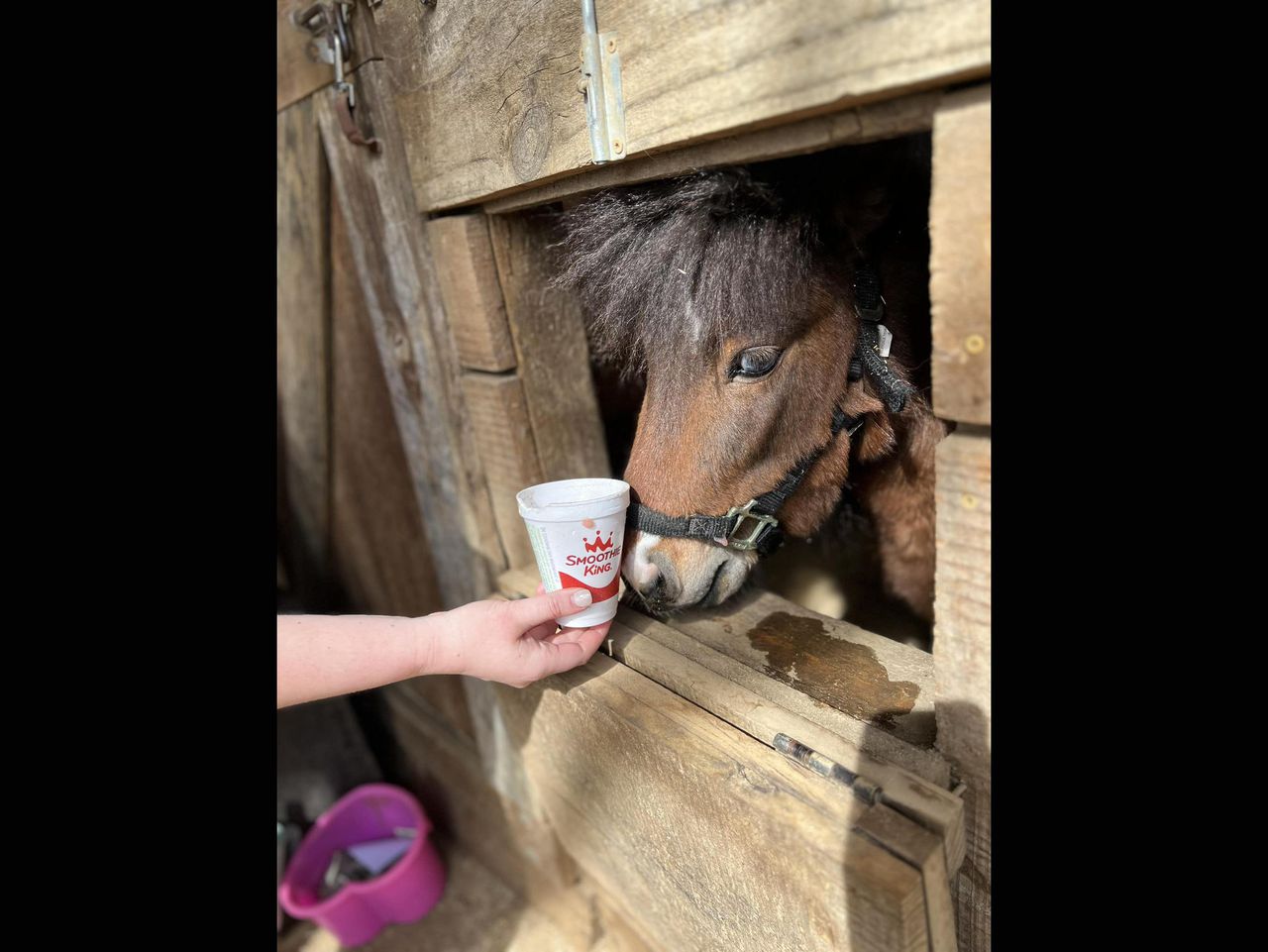 Ginuwine, runaway pony captured by Tuscaloosa police, now a therapy horse