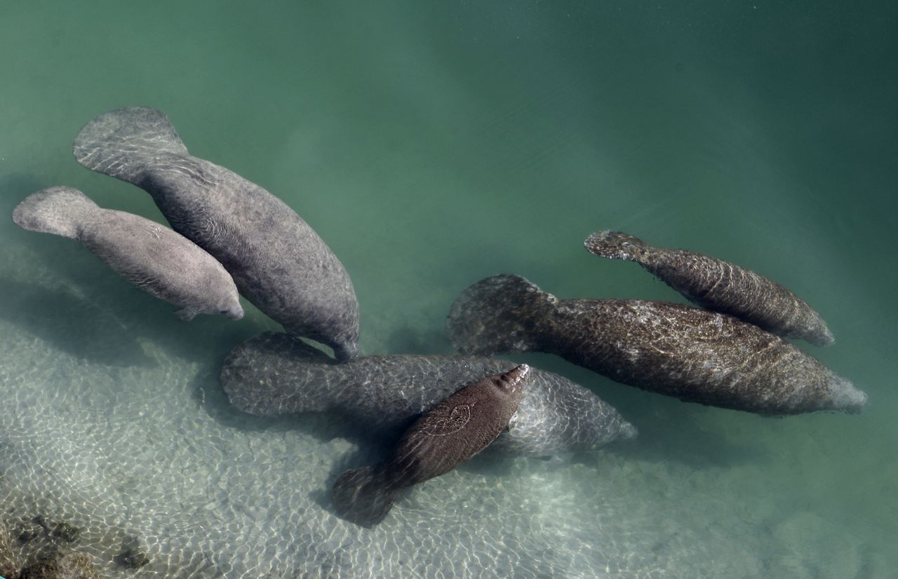 Herd of manatees reportedly spotted in Panama City bayou