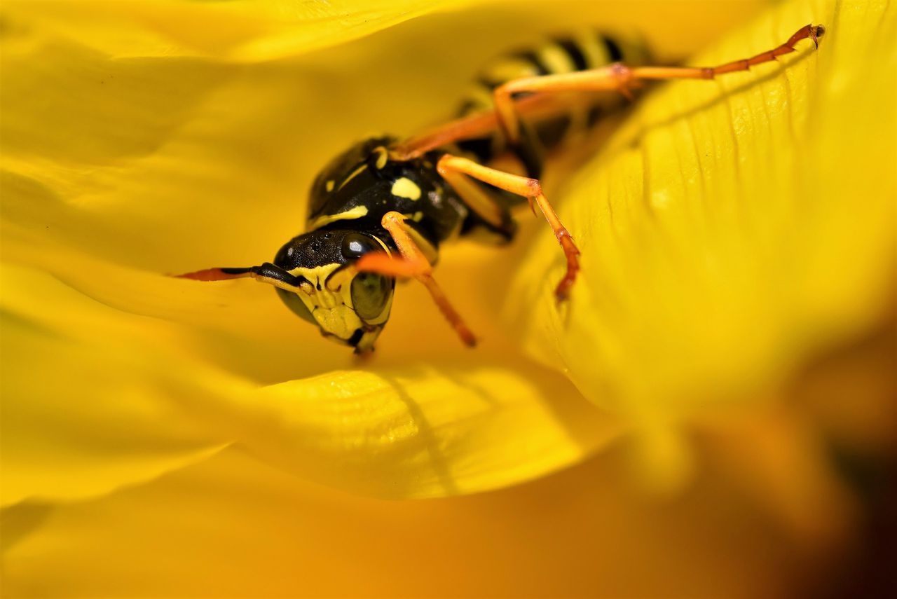 How to keep insects out of your yard this spring