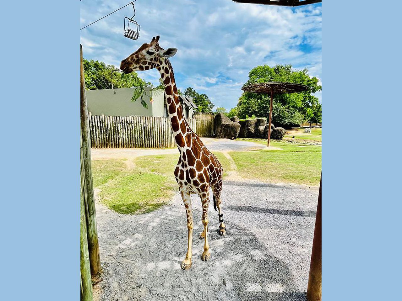 Jenna, beloved disabled giraffe at Montgomery Zoo, dead at 18