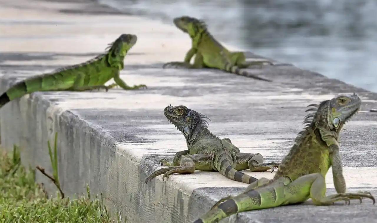 Louisiana man found driving with 13 iguanas bound with tape