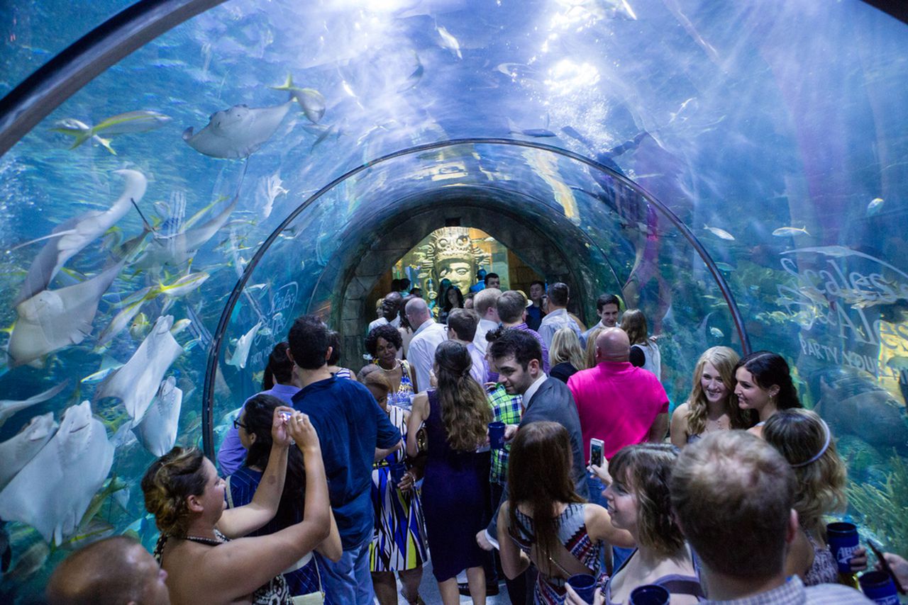 New Orleans’ Audubon Aquarium reopening after nearly 6 months, $41 million renovation