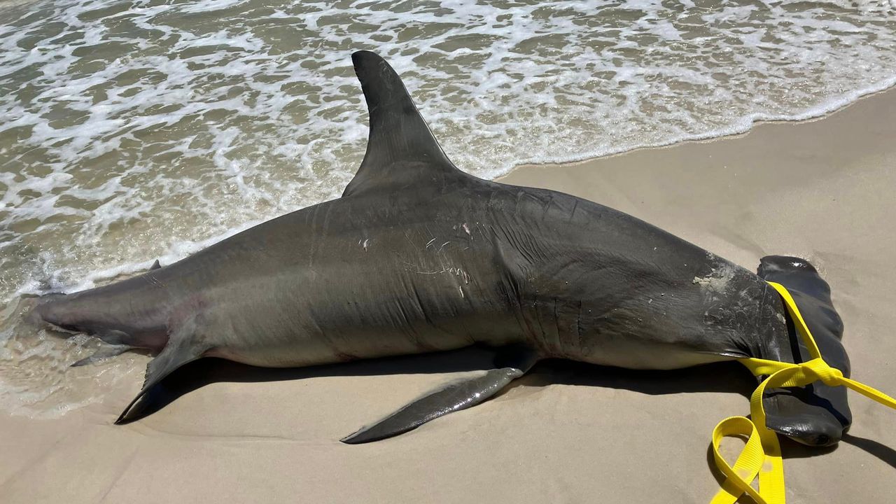 Pregnant shark washes up on Alabama beach