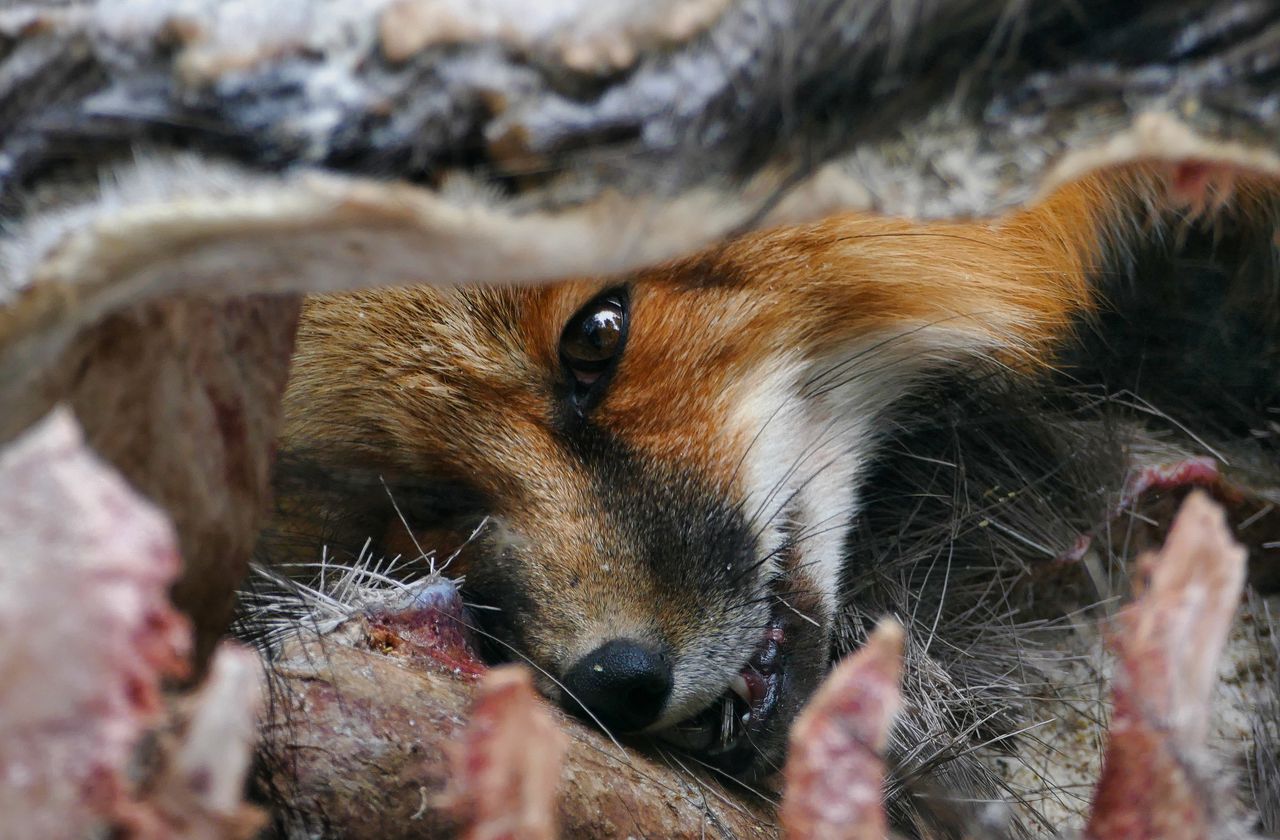 Rabid fox found in Alabama county, 2nd case in area in a year