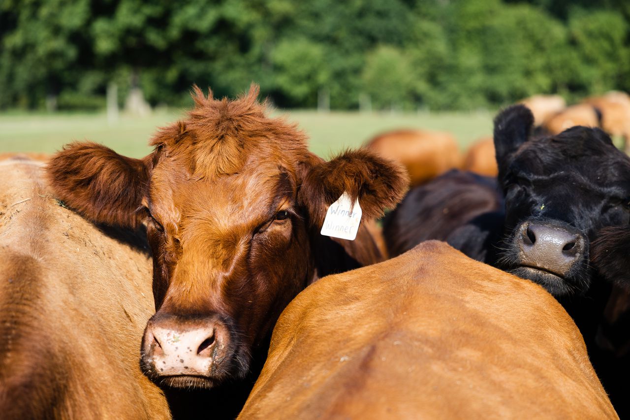 Texas dairy farm explosion kills nearly 20,000 cattle