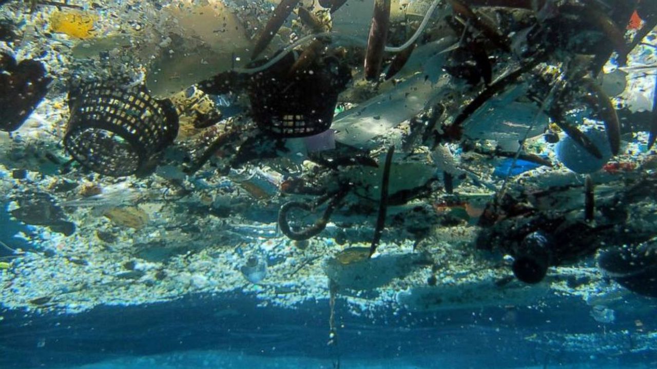 This plastic patch twice the size of Texas is now a permanent home to coastal species