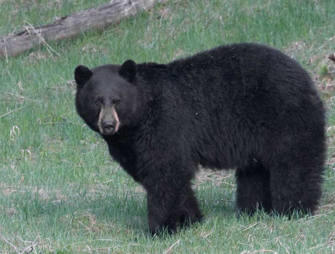 Watch a ‘puzzled’ bear interrupt North Carolina man relaxing on porch