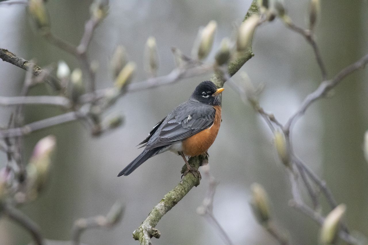 Wildlife officials warn of drunk birds