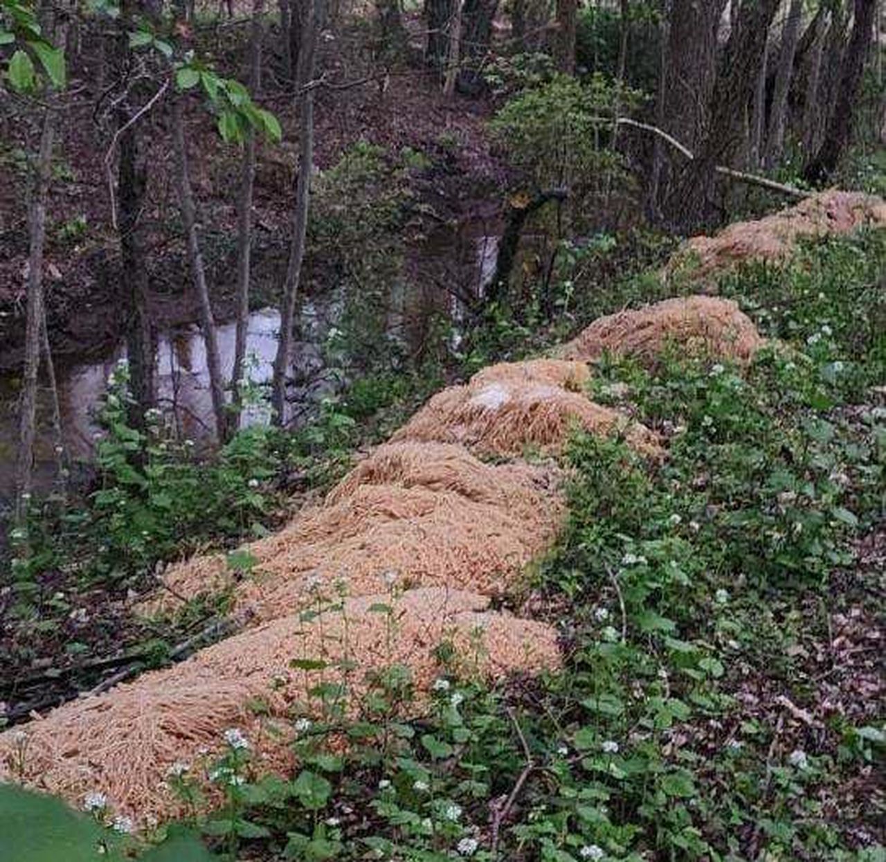 500 pounds of cooked pasta was dumped along a New Jersey stream. It’s now a political issue.