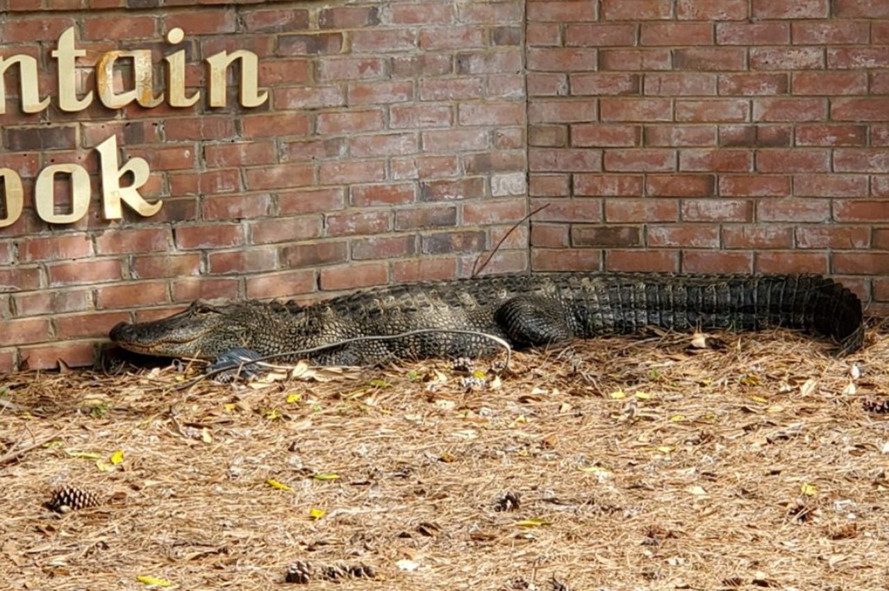 6-foot alligator removed from busy north Alabama area