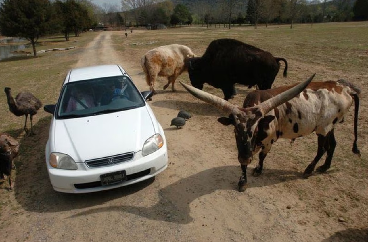 Alabama drive-thru safari park ‘permanently closed’