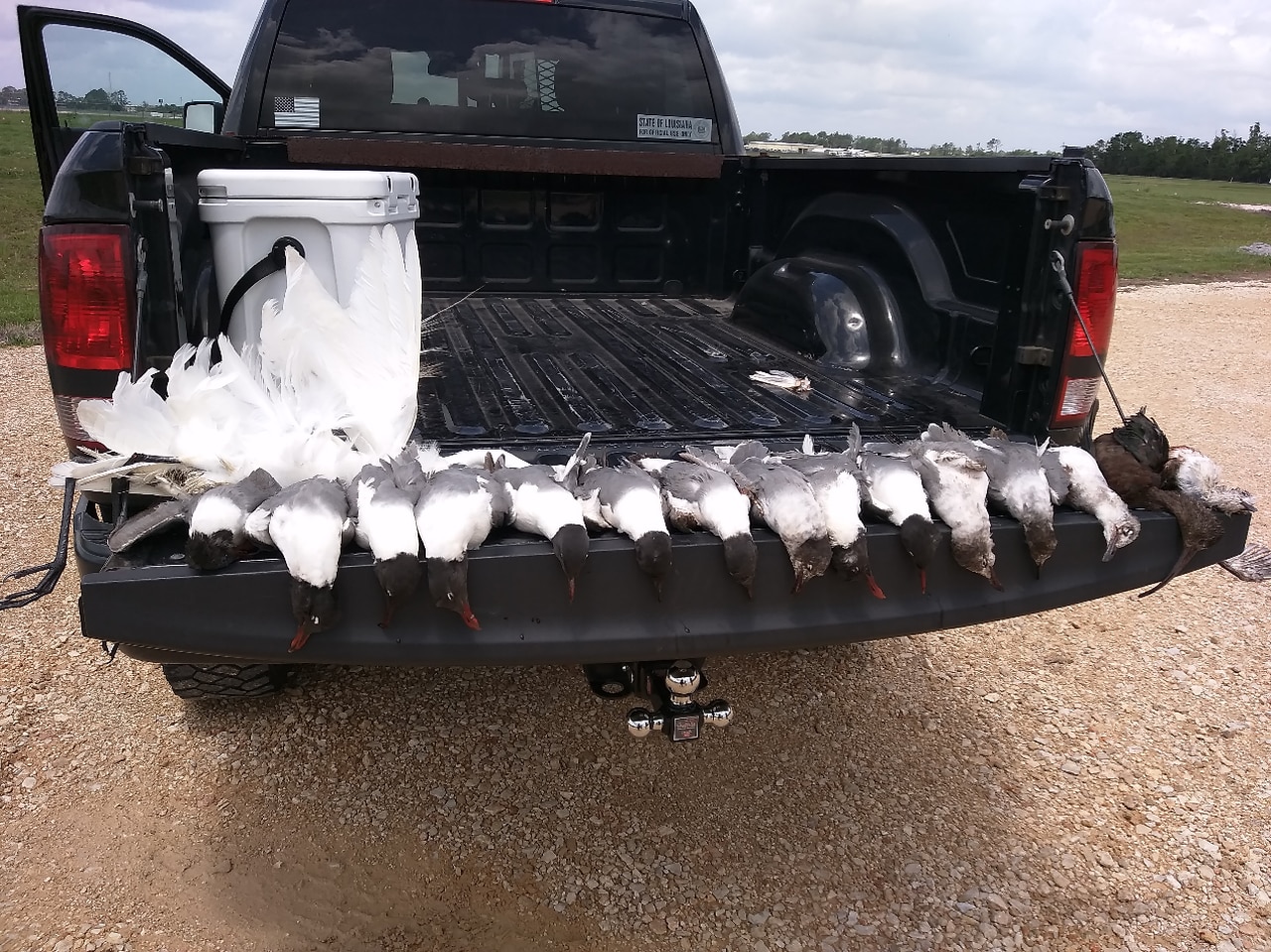 Alabama man accused of shooting seagulls, ibis, heron in Louisiana