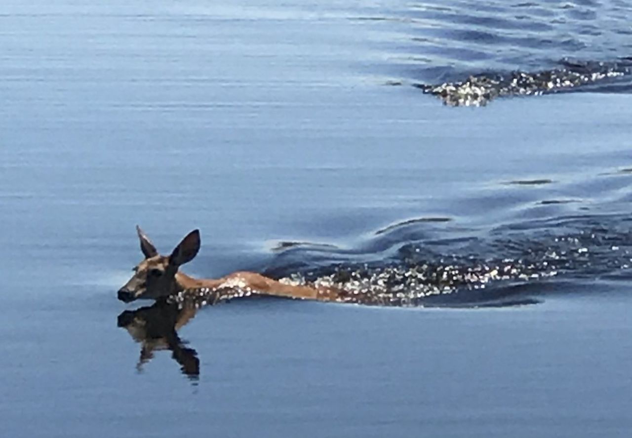 Alligator chasing deer through water in Florida ends with ‘empty stomach’