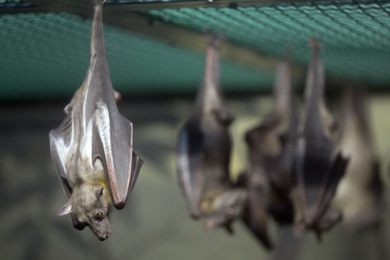 Bat in Alabama tests positive for rabies, 2 case in area in a month