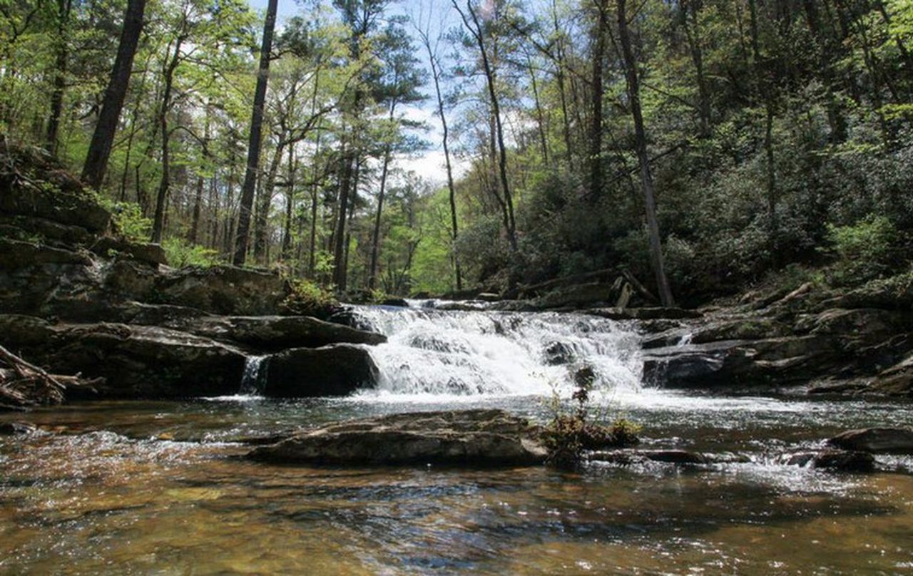 Body of female found in Talladega National Forest; investigation underway