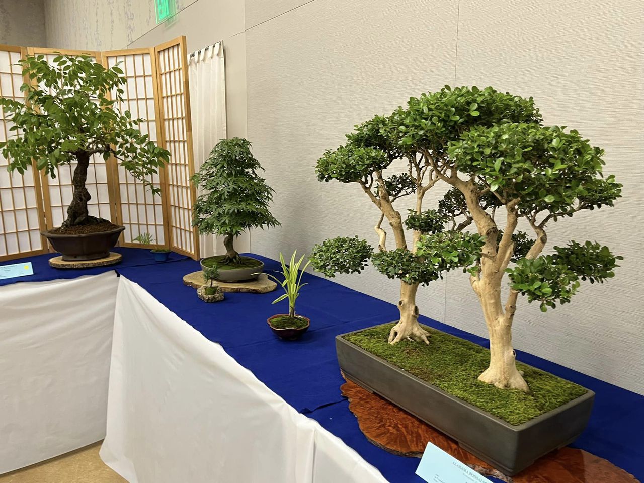 Bonsai master finds the soul of the tree at Birmingham Botanical Gardens