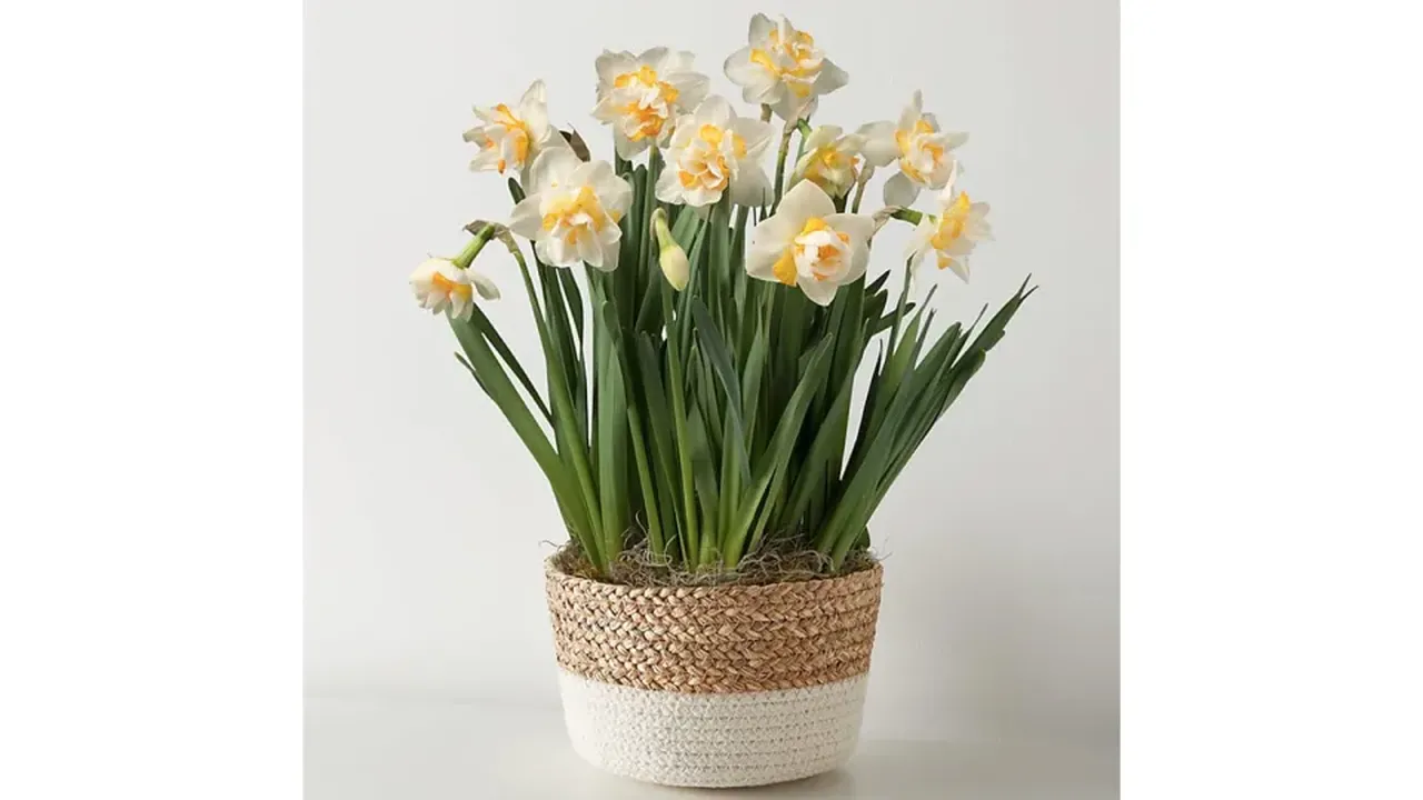 Daffodil Bulb Garden