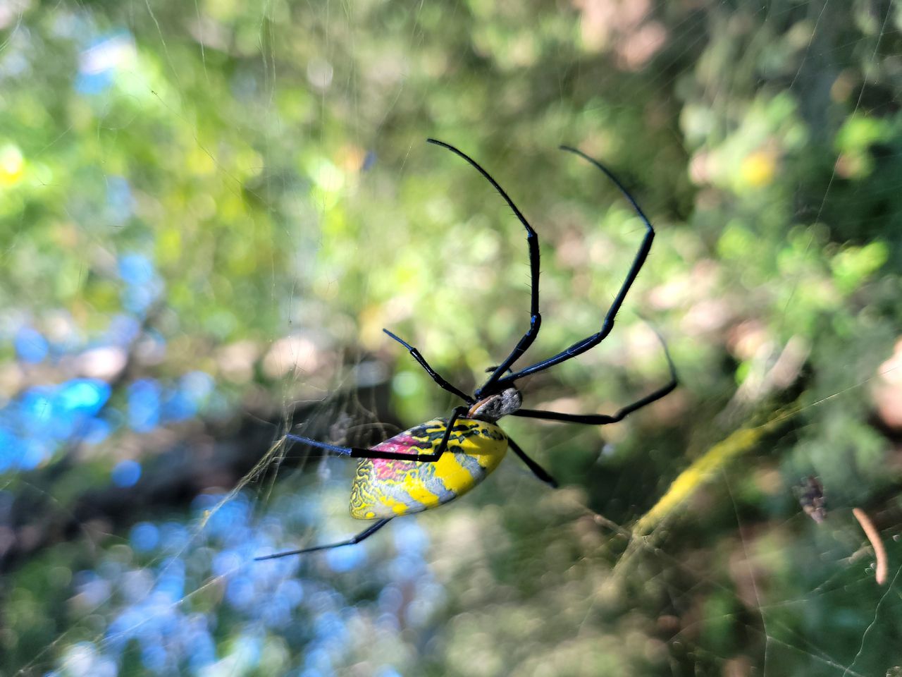 Giant Joro spider invading Southeast âextremely shyâ and nonaggressive, new research finds