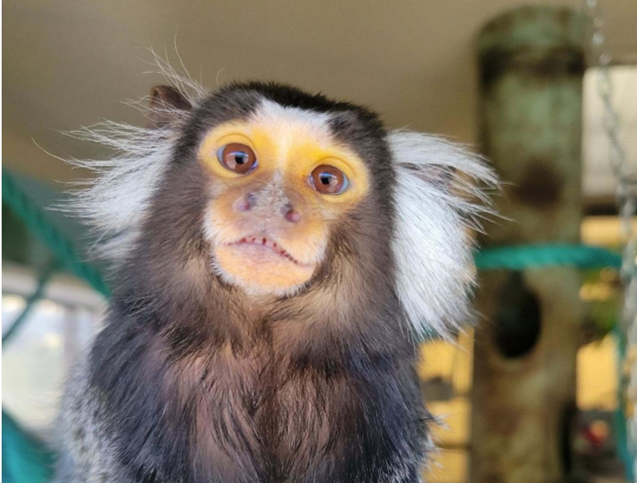 Kentucky womanâs pet monkey bit a child, euthanized to check for rabies