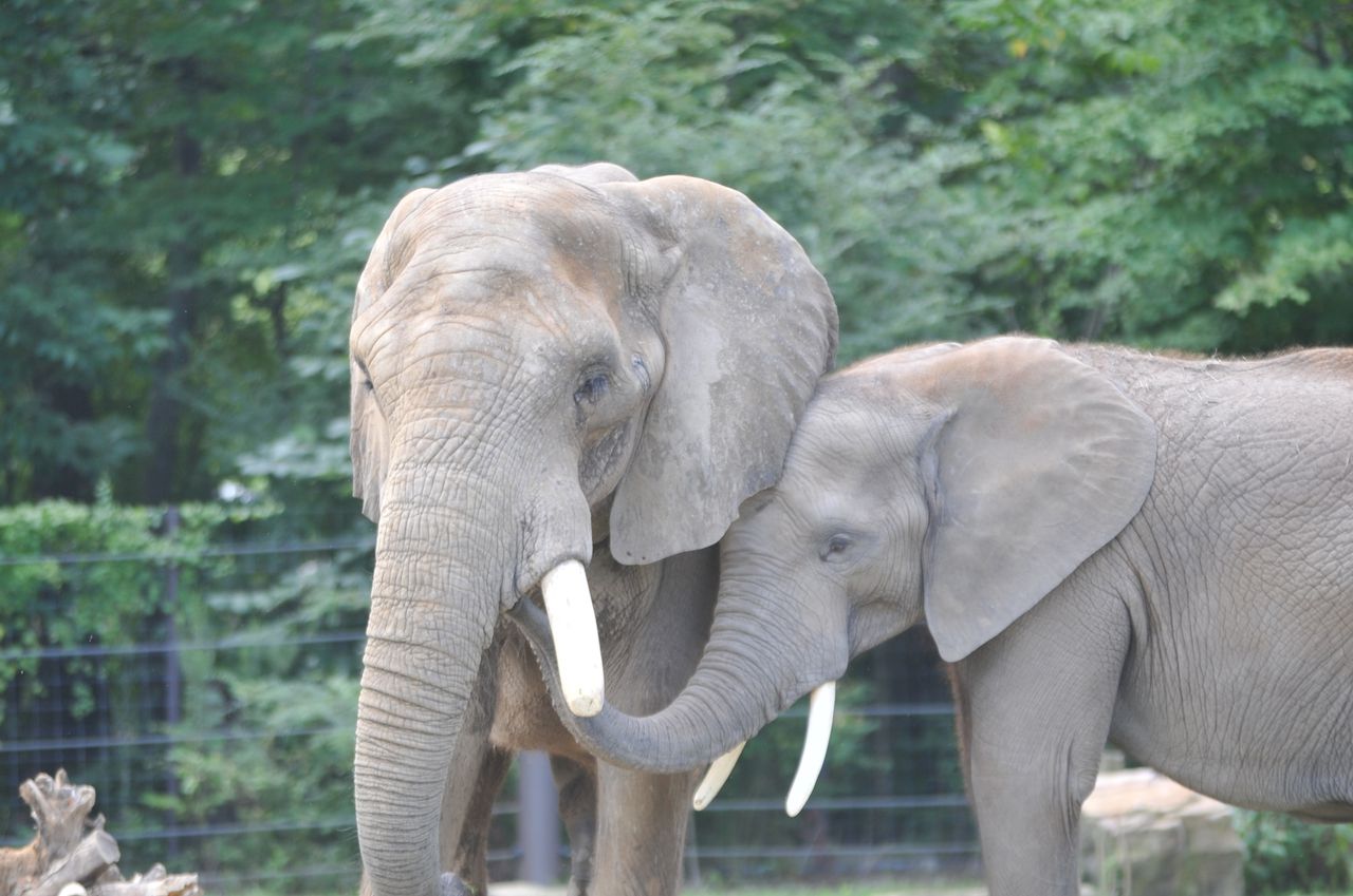 Elephants at Birmingham Zoo