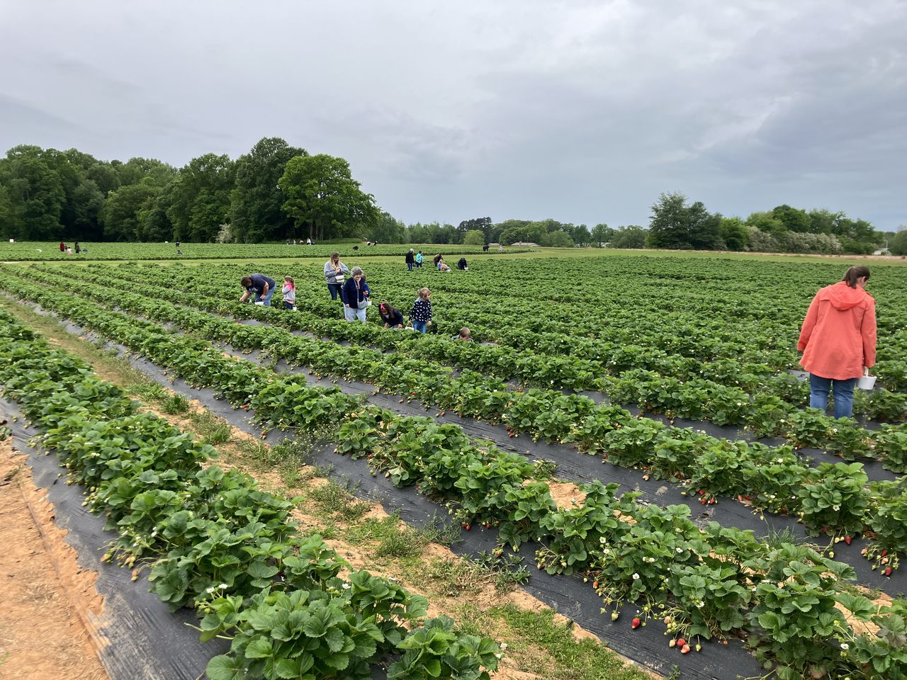 North Alabama’s strawberries are back after a costly early spring freeze