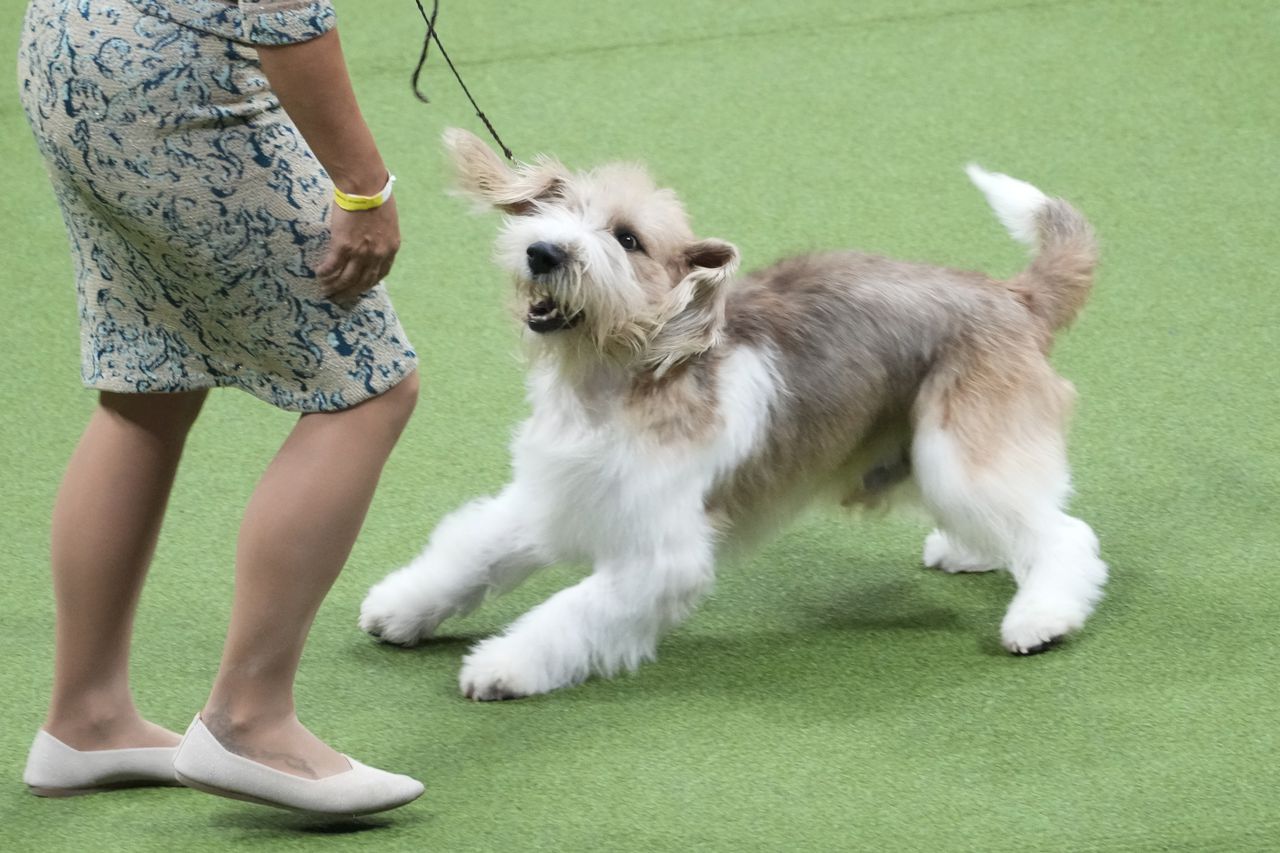 Petit basset griffon Vendéen wins Westminster dog show