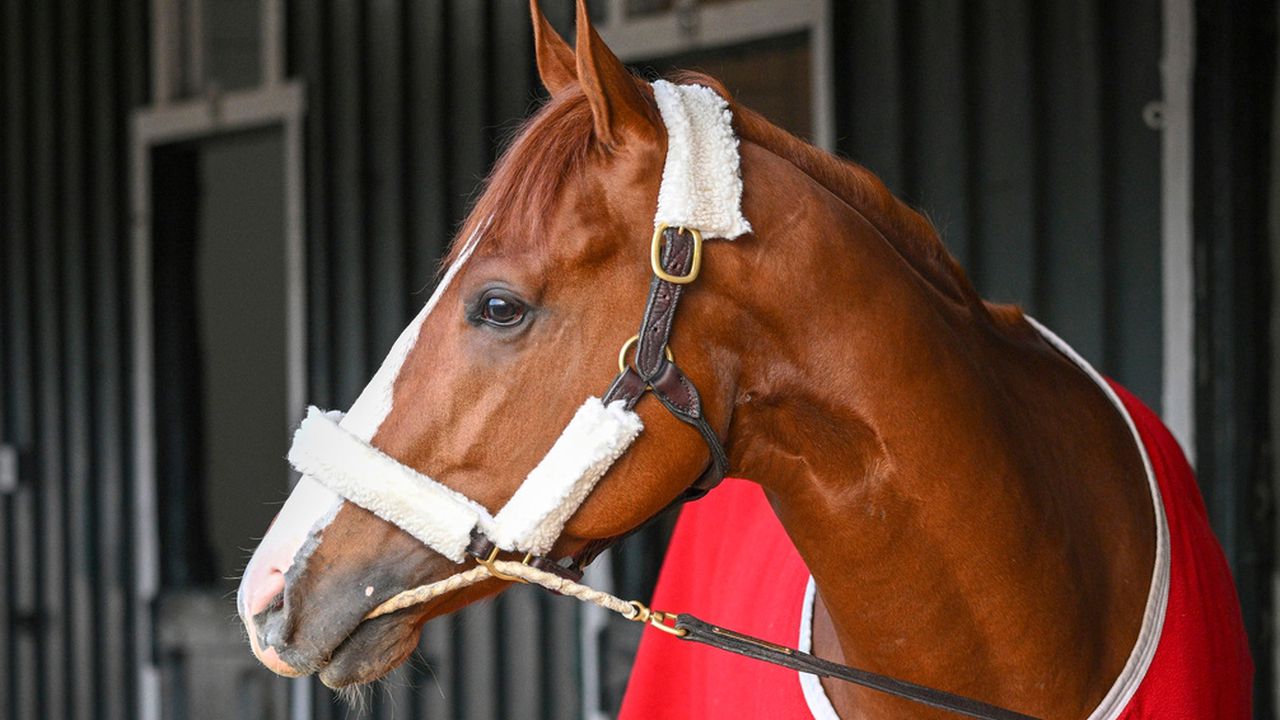 Preakness Stakes: Meet the contenders, watch them run