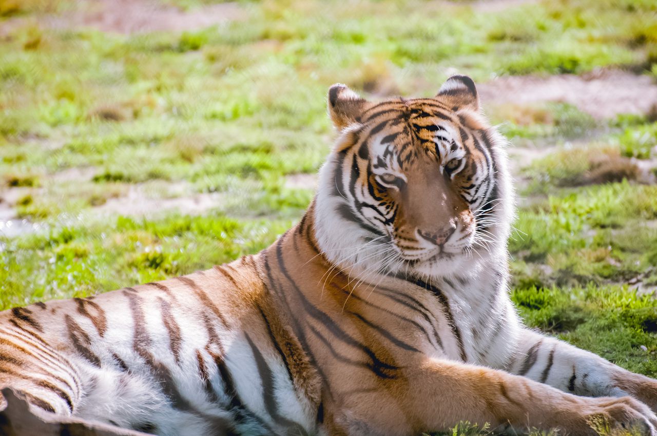 Rani, the Alabama Gulf Coast Zooâs Bengal tiger, dies 3 months after brother