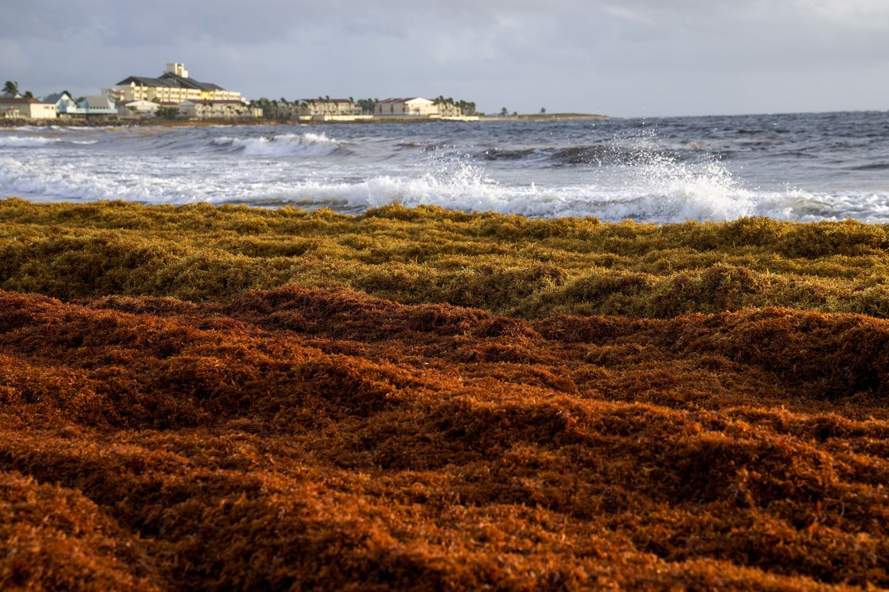Sargassum bloom contains flesh-eating bacteria, study shows