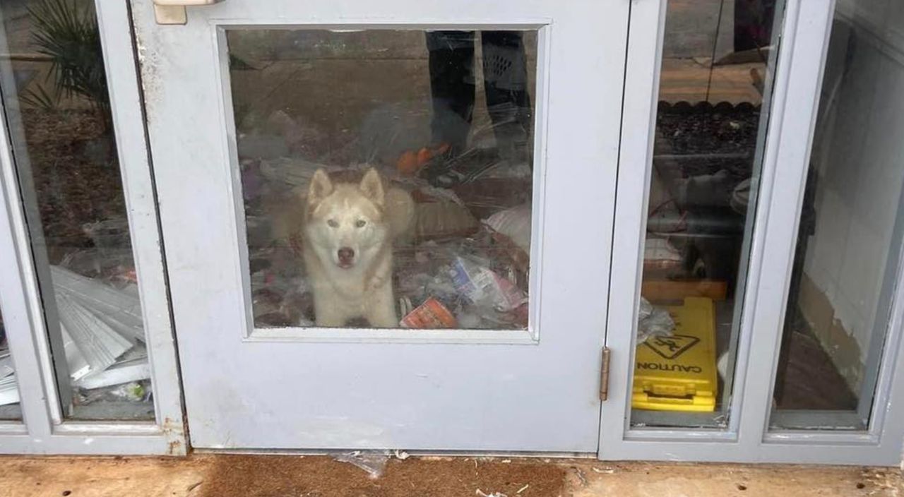 Titan the husky had a puppy party for 1 and made a big mess at an Alabama animal shelter: See the video