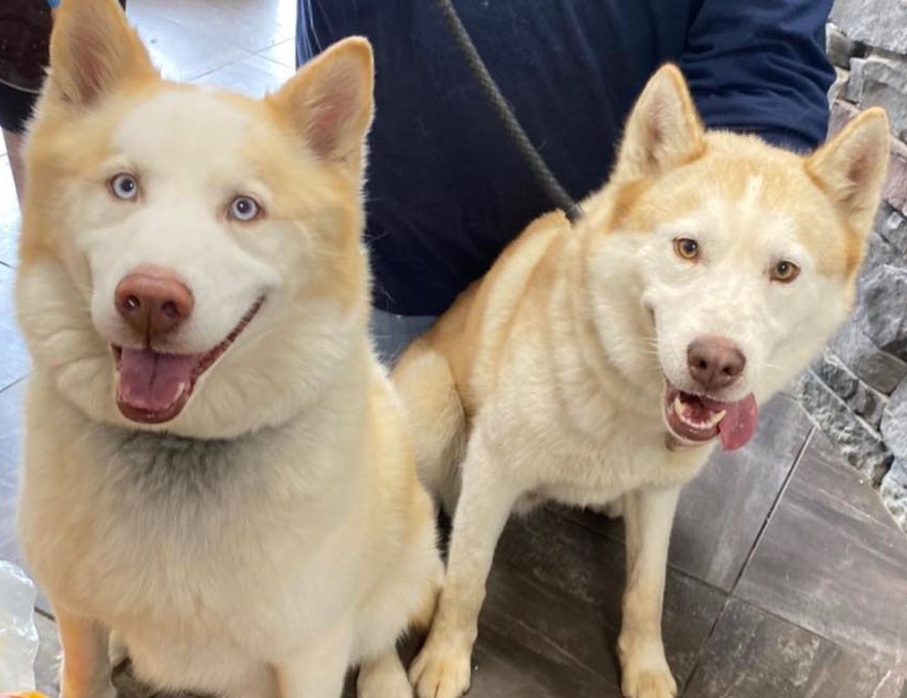 Titan, the husky who trashed an Alabama animal shelter, finds forever home