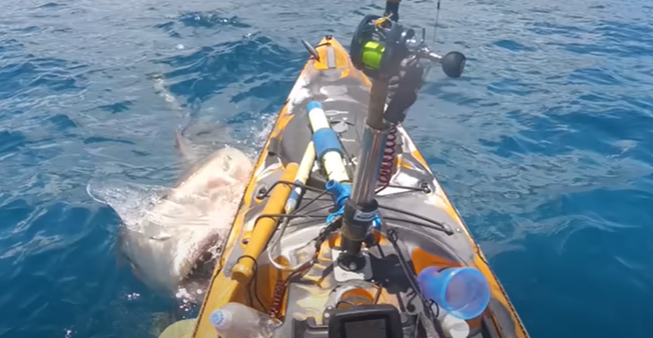 Watch a kayaker kick a tiger shark that rammed him in Oahu, Hawaii