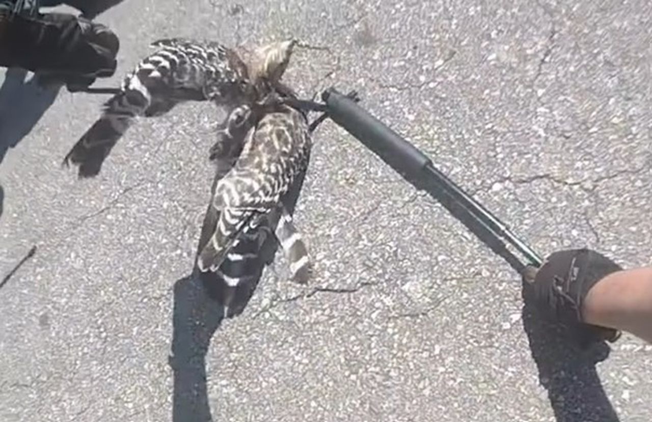 Watch Florida deputies save a hawk with a snake coiled around its neck