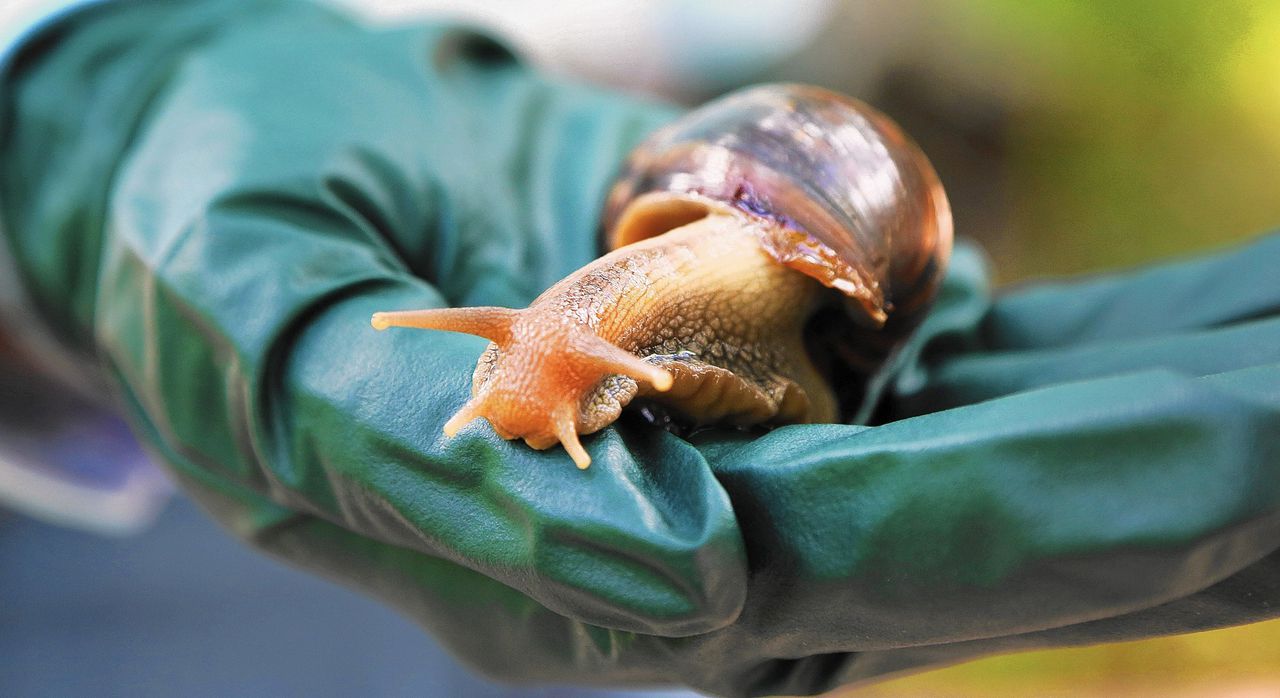 âOne of the most damaging snails in the worldâ puts part of Florida city under quarantine