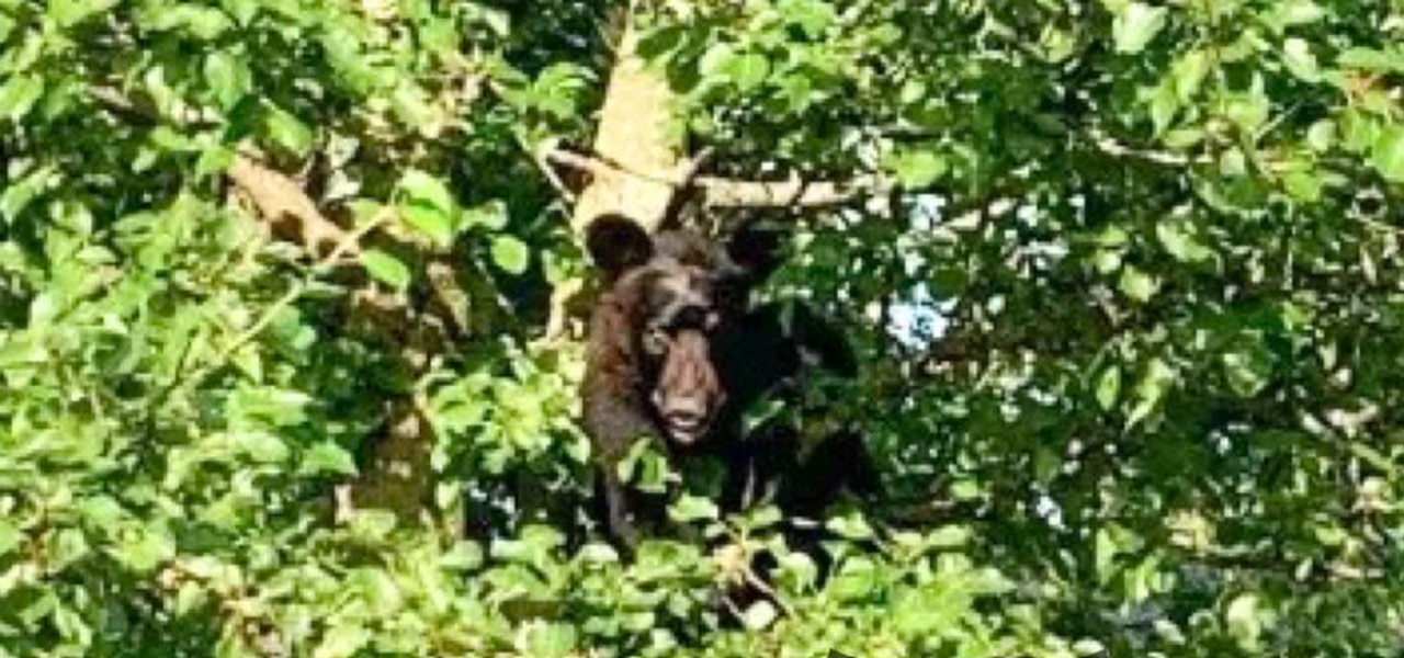 Bear struck by vehicle camps in a tree outside north Alabama home