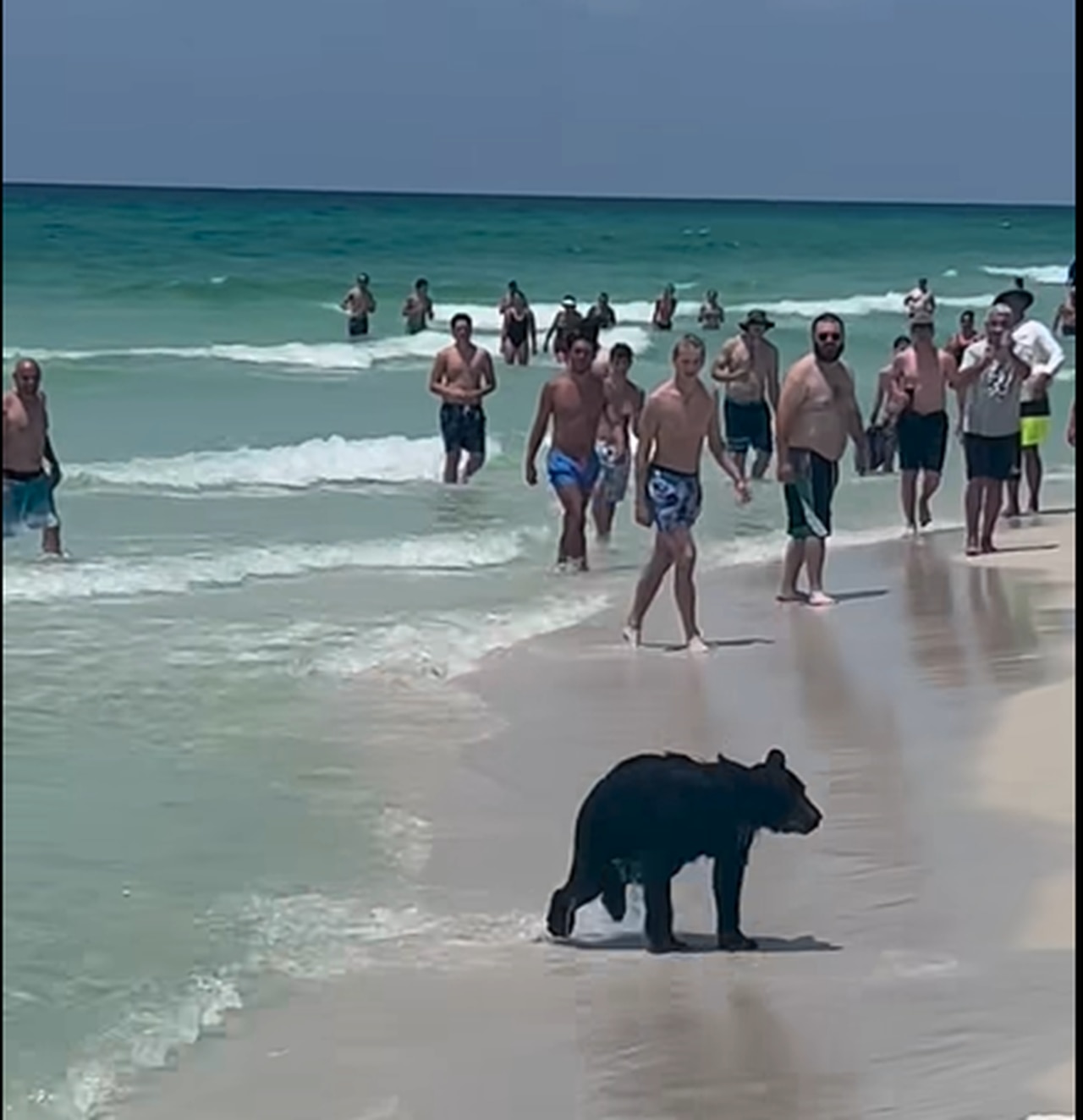 Bears on the Beach? âItâs not uncommon,â Florida charter boat captain says