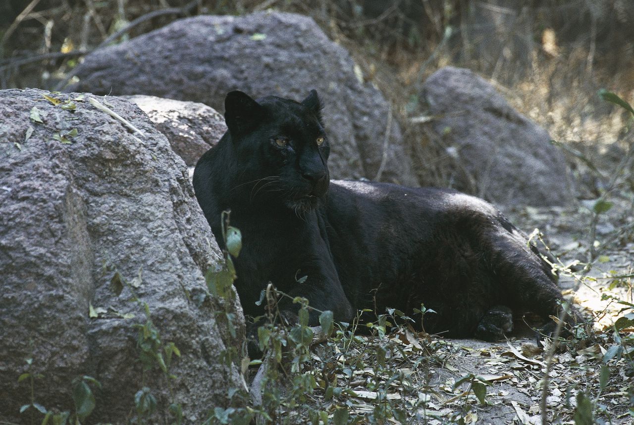 Black âpantherâ reported twice on Huntsville mountains