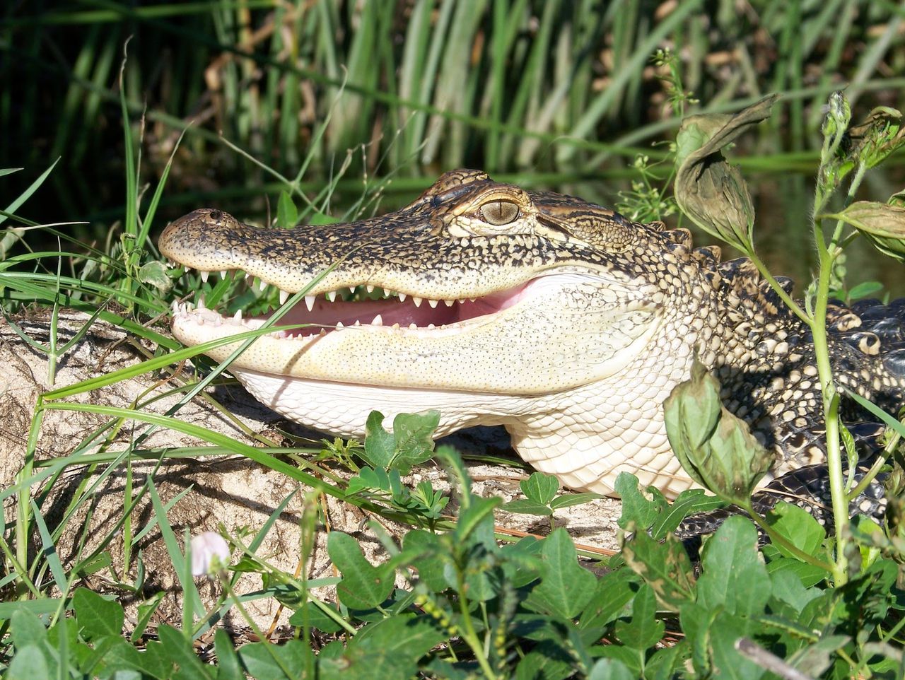 Bolton: 2023 Alabama alligator tag lottery, hereâs how to apply