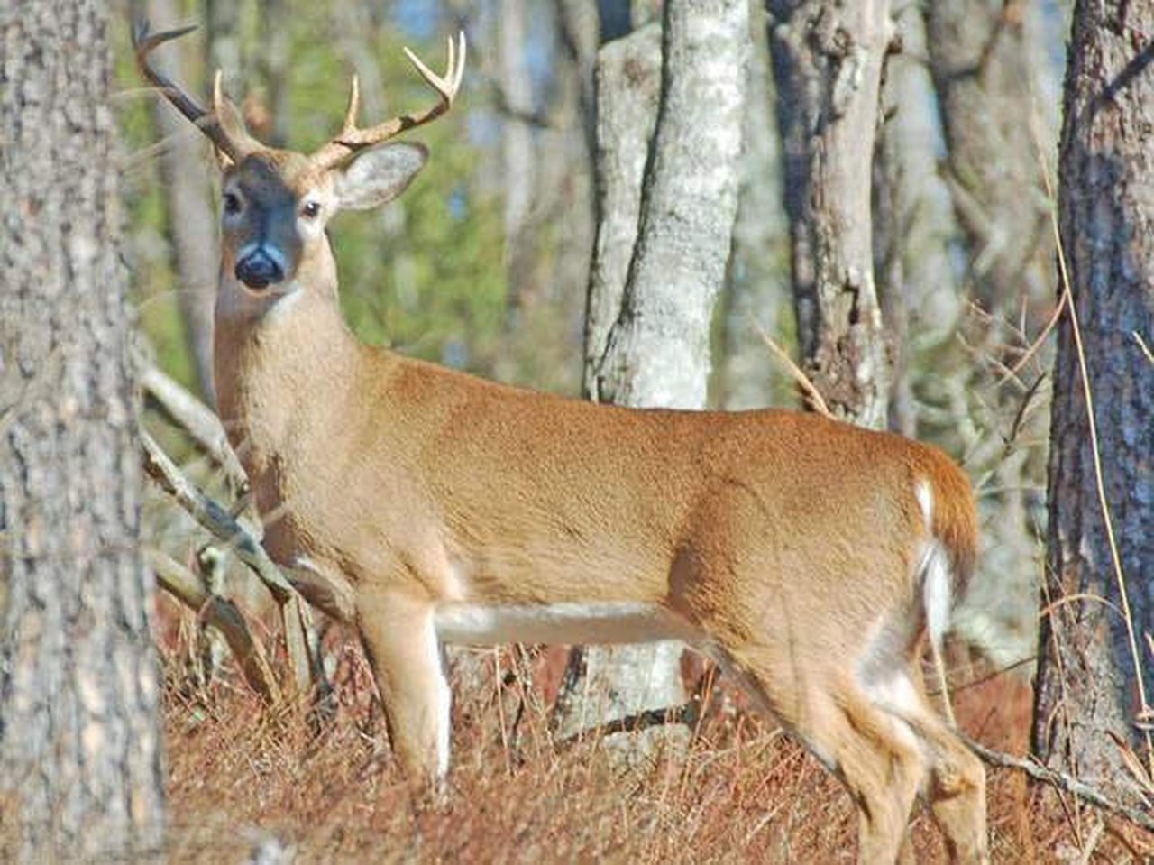 Chronic Wasting Disease case in Florida deer should be concerning for all in Alabama