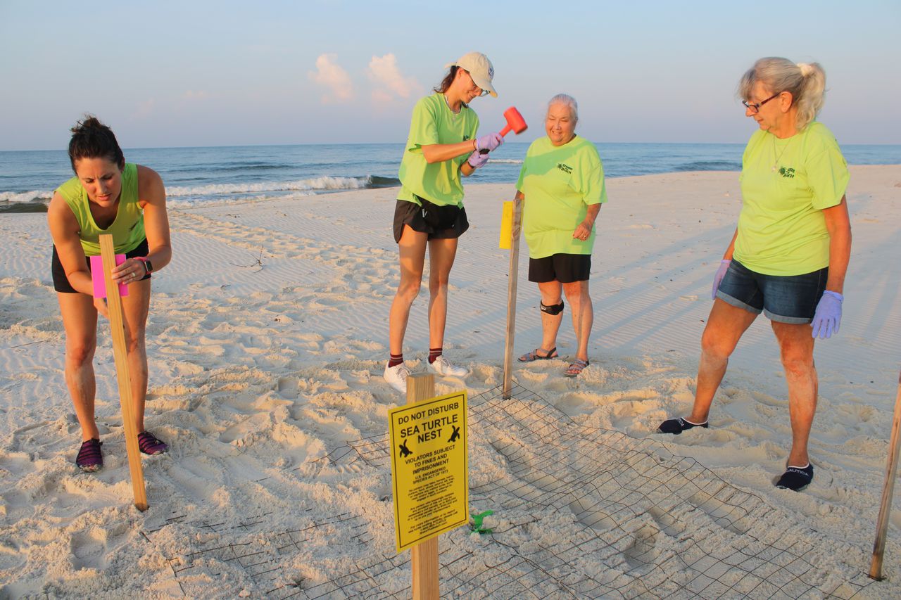 Share the Beach, Alabama’s sea turtle conservation program, is an effort managed by the Alabama Coastal Foundation.