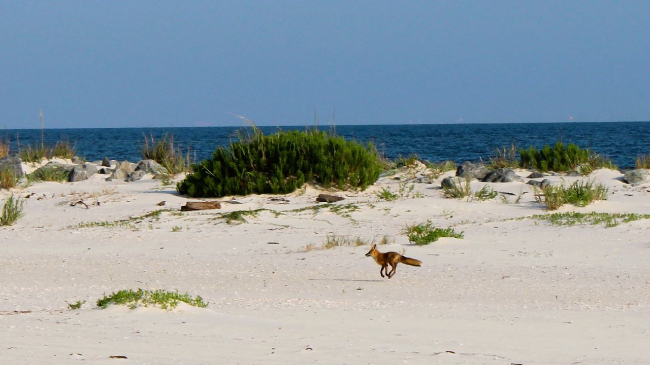 Share the Beach, Alabama’s sea turtle conservation program, is an effort managed by the Alabama Coastal Foundation.