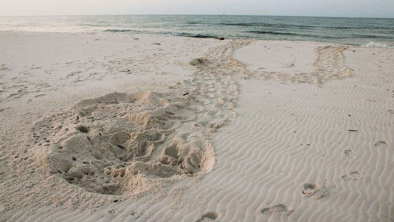 Dawn patrol: To save sea turtles, these volunteers hit the beach early