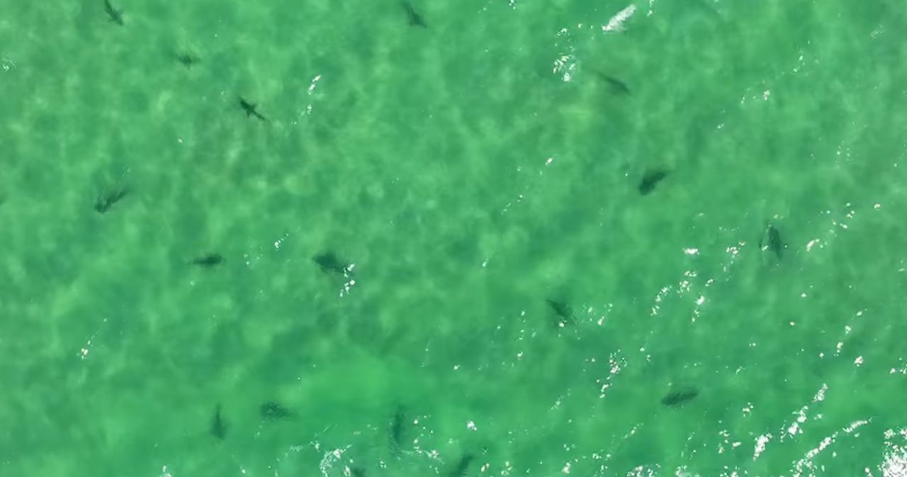 Dozens of sharks spotted in waters of Orange Beach: Expect to see more in June, expert says