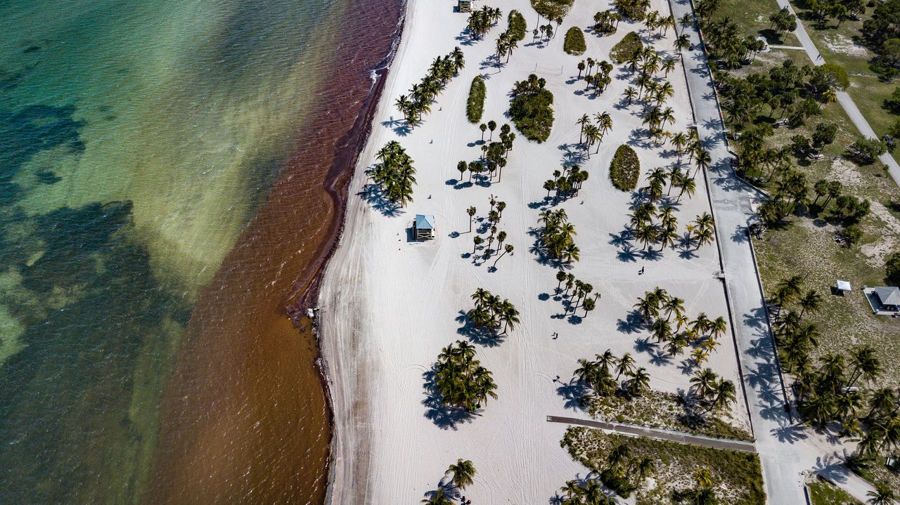 For World Oceans Day, we need to talk about the giant seaweed blob taking over Floridaâs waters