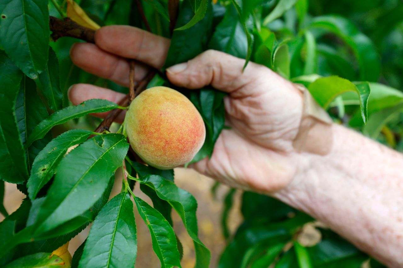 Georgia loses 90% of its peach crop to warm winter, driving up prices